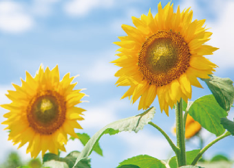 三本木地域 写真