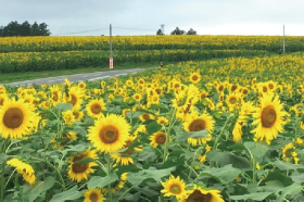 大崎市向日葵之丘